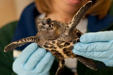 rare-baby-Hawksbill-turtle